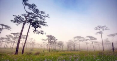 เที่ยว “ลานสนภูสอยดาว” จังหวัดอุตรดิตถ์ – เสน่ห์ที่ไม่เคยซ้ำในทุกฤดูกาล