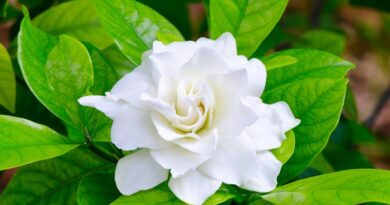 ดอกมะลิ สัญลักษณ์ดอกไม้วันแม่ สรรพคุณดีแท้ ไม่ได้มีแค่กลิ่นหอม