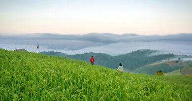 ป่าบงเปียง 2569 สัมผัสมนตร์เสน่ห์นาขั้นบันไดกลางหุบเขาในฤดูเขียวขจี