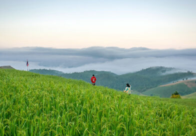 ป่าบงเปียง 2569 สัมผัสมนตร์เสน่ห์นาขั้นบันไดกลางหุบเขาในฤดูเขียวขจี